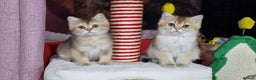 British Shorthair cats for sale: British shorthair pedigree kittens - Advert 20