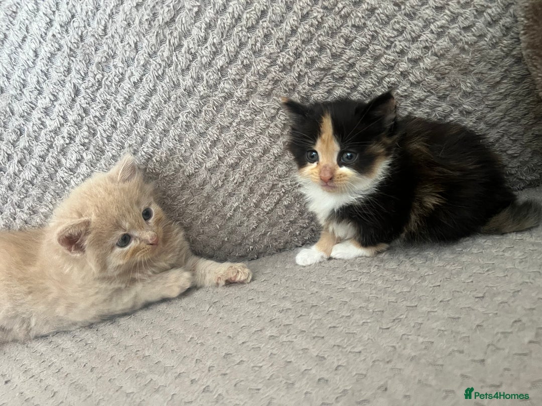 Mixed Breed cats for sale: 2 beautiful kittens male and female  - Image 2