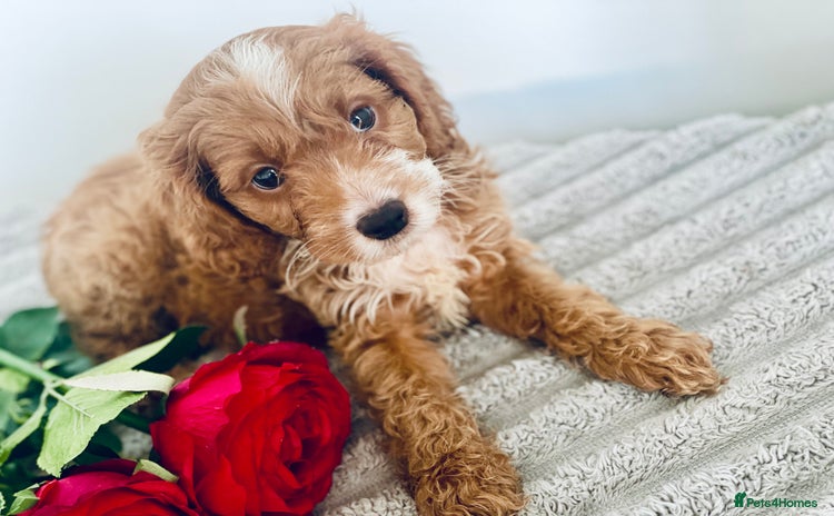 Cavapoo dogs - Advert 4