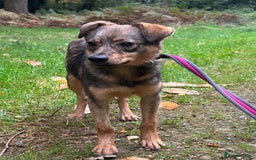 Mixed Breed dogs for adoption: Justice - Norwich Norfolk  in Norwich - Image 17