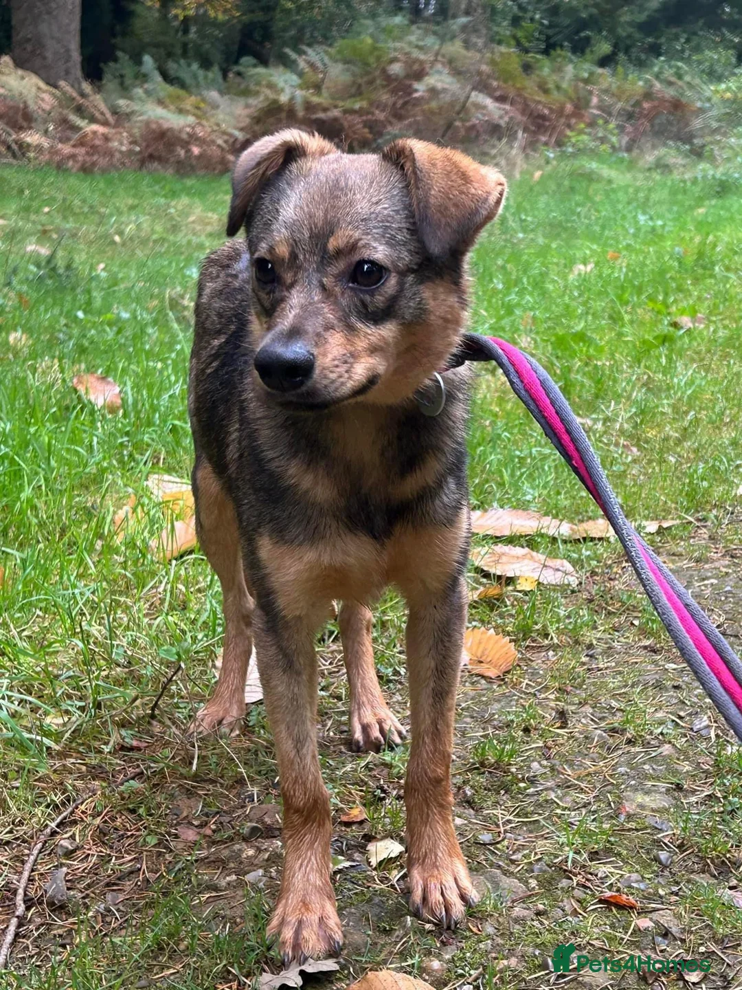 Mixed Breed dogs for adoption: Justice - Norwich Norfolk  in Norwich - Advert 17