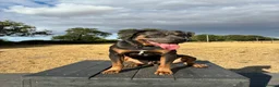 Cane Corso dogs for sale: Cane Corso 17 months old in Tamworth - Advert 3