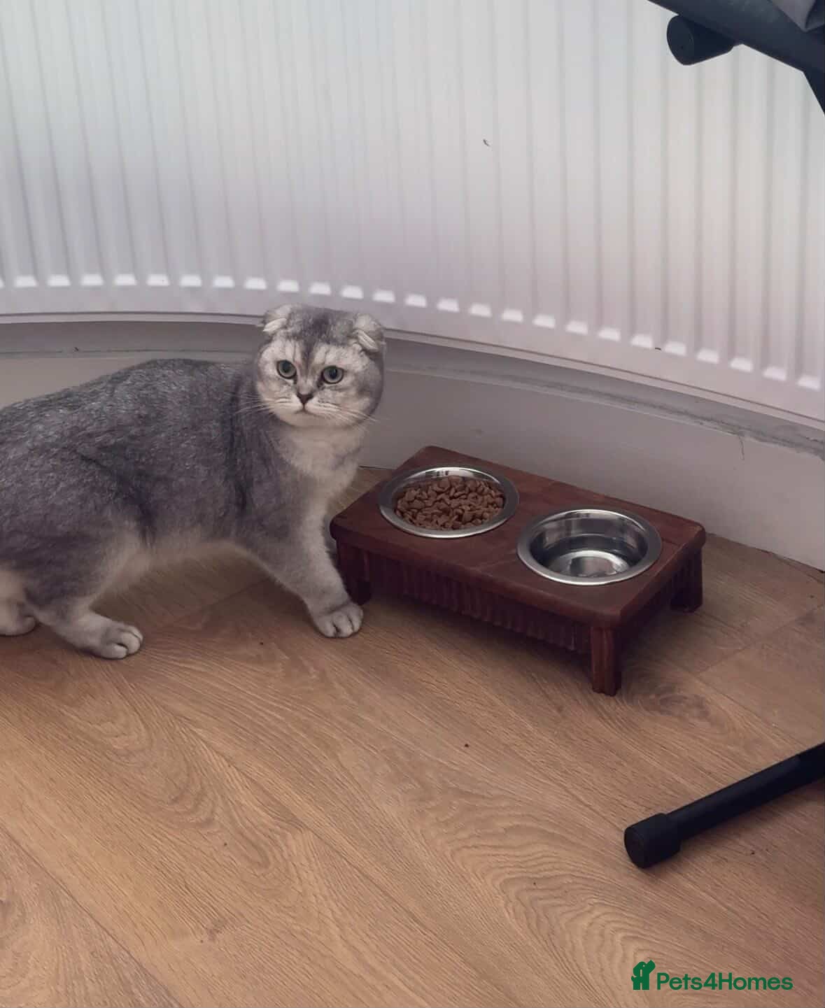 Scottish Fold cats Sweet boy Noah 20 months  - Advert 1