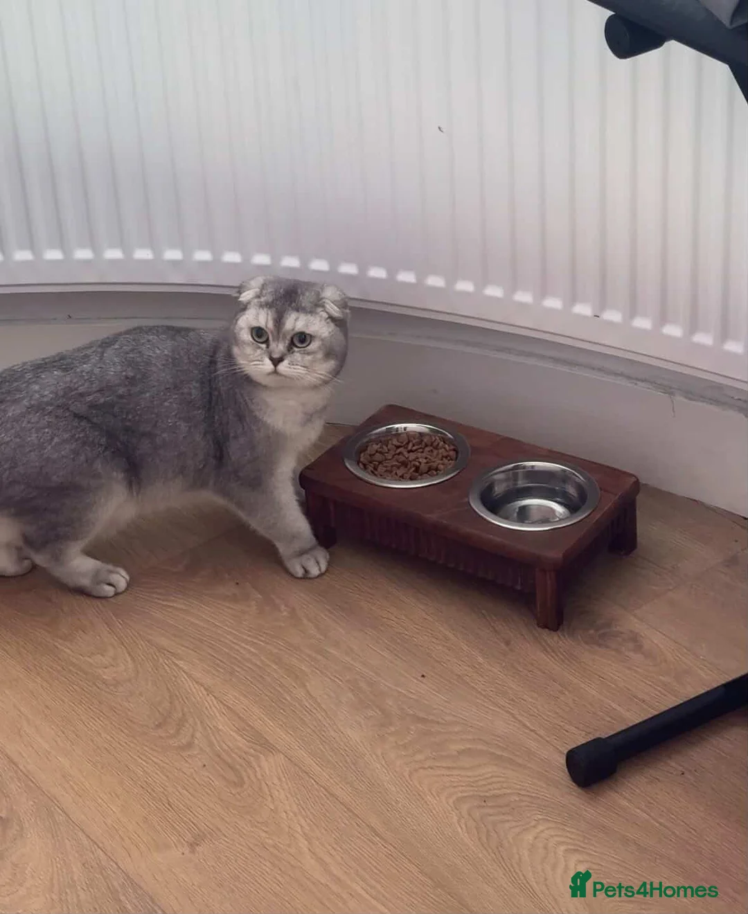 Scottish Fold cats for sale: Sweet boy Noah 20 months  - Advert 1