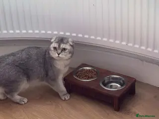 Scottish Fold cats Sweet boy Noah 20 months - Advert 1