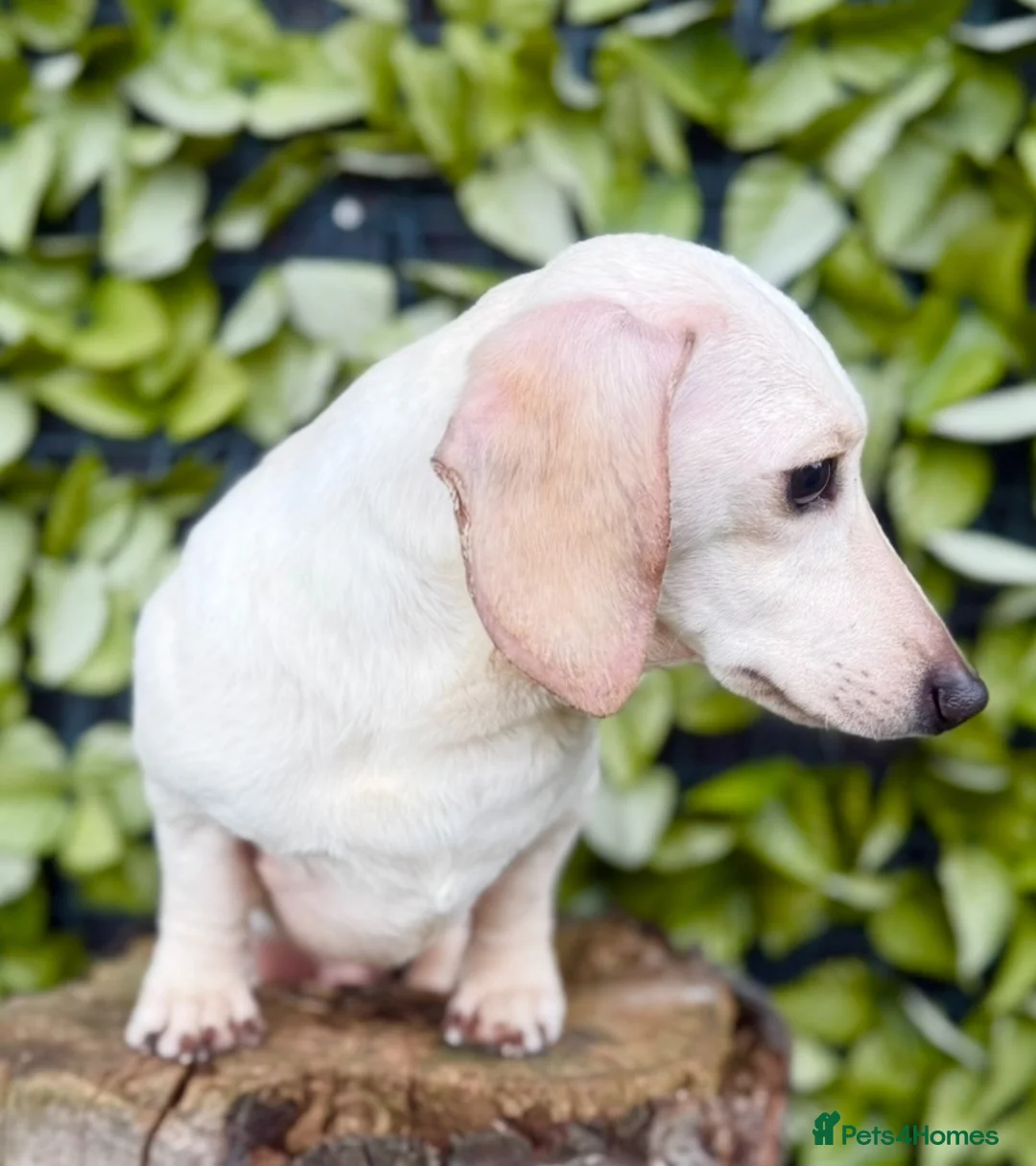 Miniature Dachshund dogs for stud: Award winning Breeder-KC Ivory Cream Smoothcoat  - Advert 2