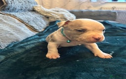 American Bully dogs for sale: 🐾 ABKC Registered Micro/Pocket Bully Puppies! 🐾 - Image 8