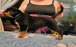 Rottweiler dogs for sale: Superb litter of dual purpose Rottweiler puppies. - Image 7