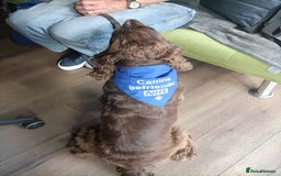Cocker Spaniel dogs for sale: Beautiful KC Show Cocker girl DNA tested  - Image 6