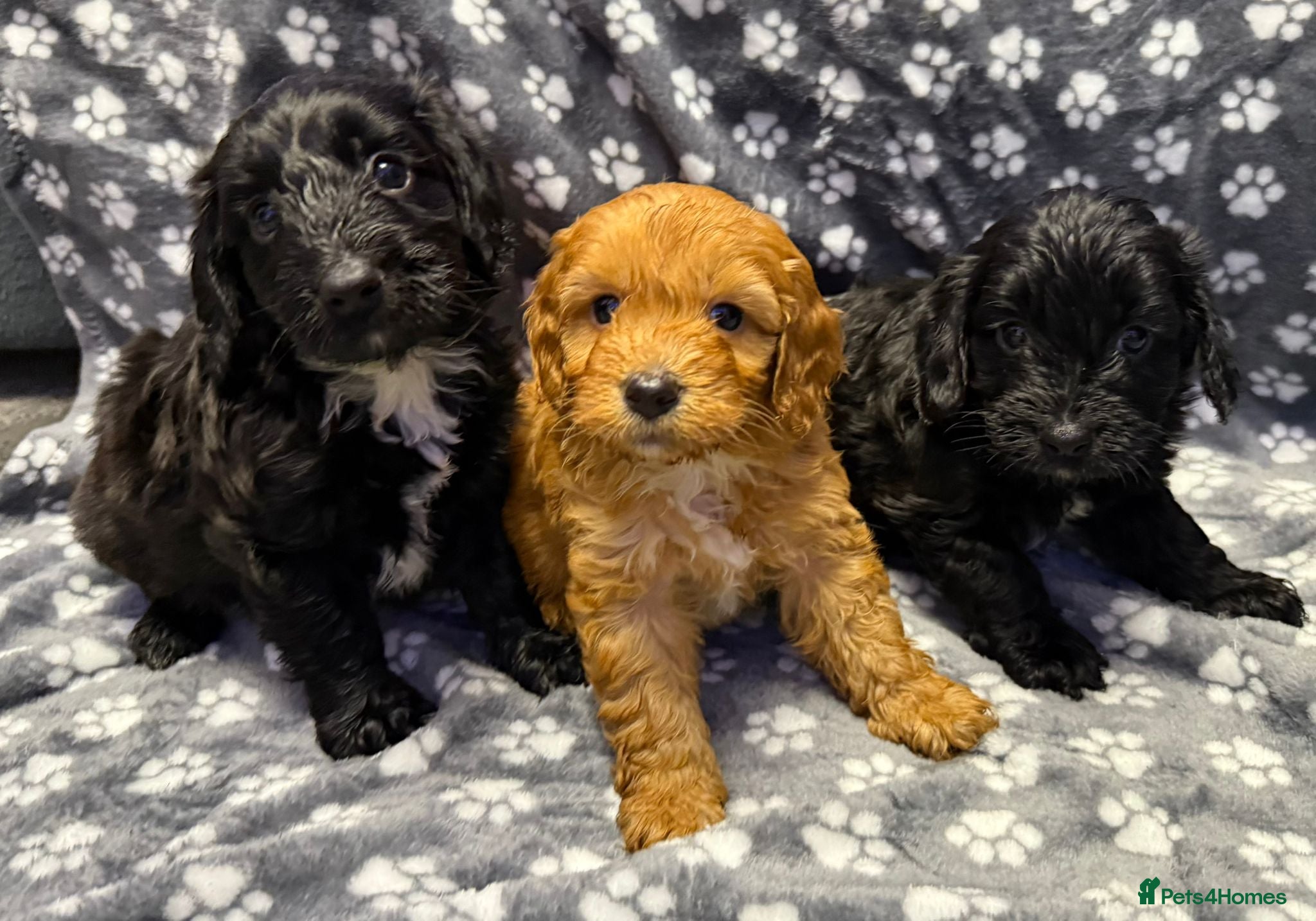 Cockapoo dogs Gorgeous cockapoo puppies - Advert 18