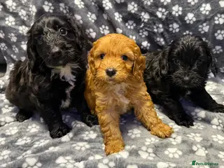 Cockapoo dogs Gorgeous cockapoo puppies - Advert 18