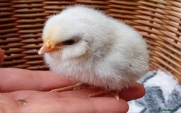 Chickens poultry for sale: Sweet Little Barbu d’Anvers Chicks Now Available - Image 22