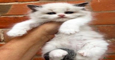 Ragdoll cats - Advert 2