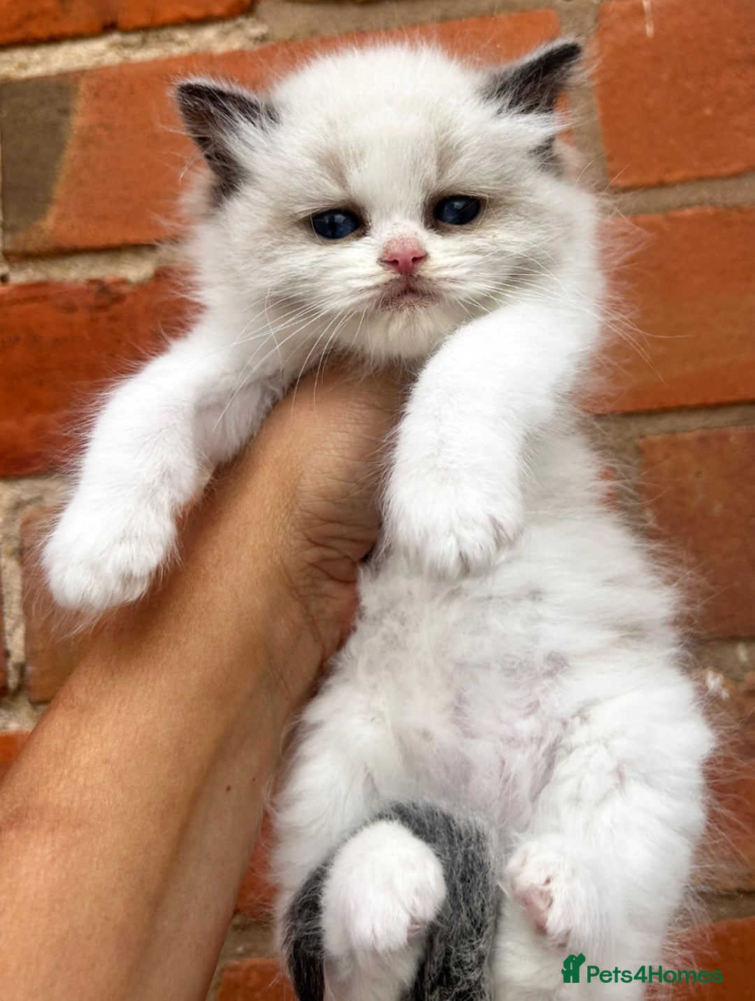Ragdoll cats for sale: Chunky fluffy kittens! - Image 3