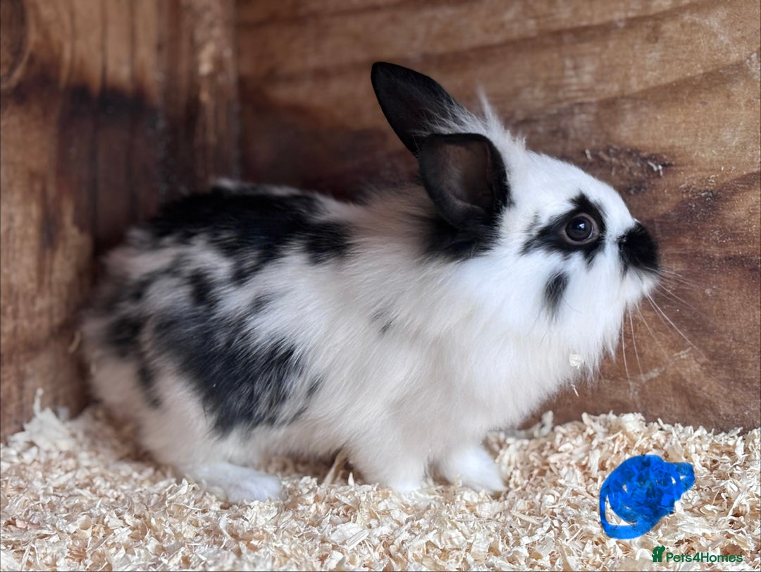 Mixed Breed rabbits for sale: Baby English Spot x Lionhead Rabbits For Sale - Advert 4
