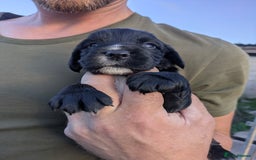 Cocker Spaniel dogs for sale: kc cocker spaniels registered pups - Image 4