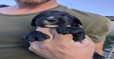 Cocker Spaniel dogs - Advert 4