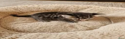 Mixed Breed cats for sale: Beautiful Domestic Shorthair Male Kitten - Advert 2