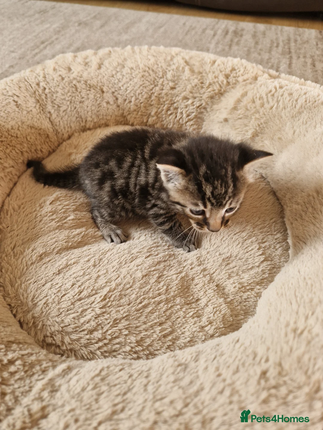 Mixed Breed cats for sale: Beautiful Domestic Shorthair Male Kitten - Advert 2