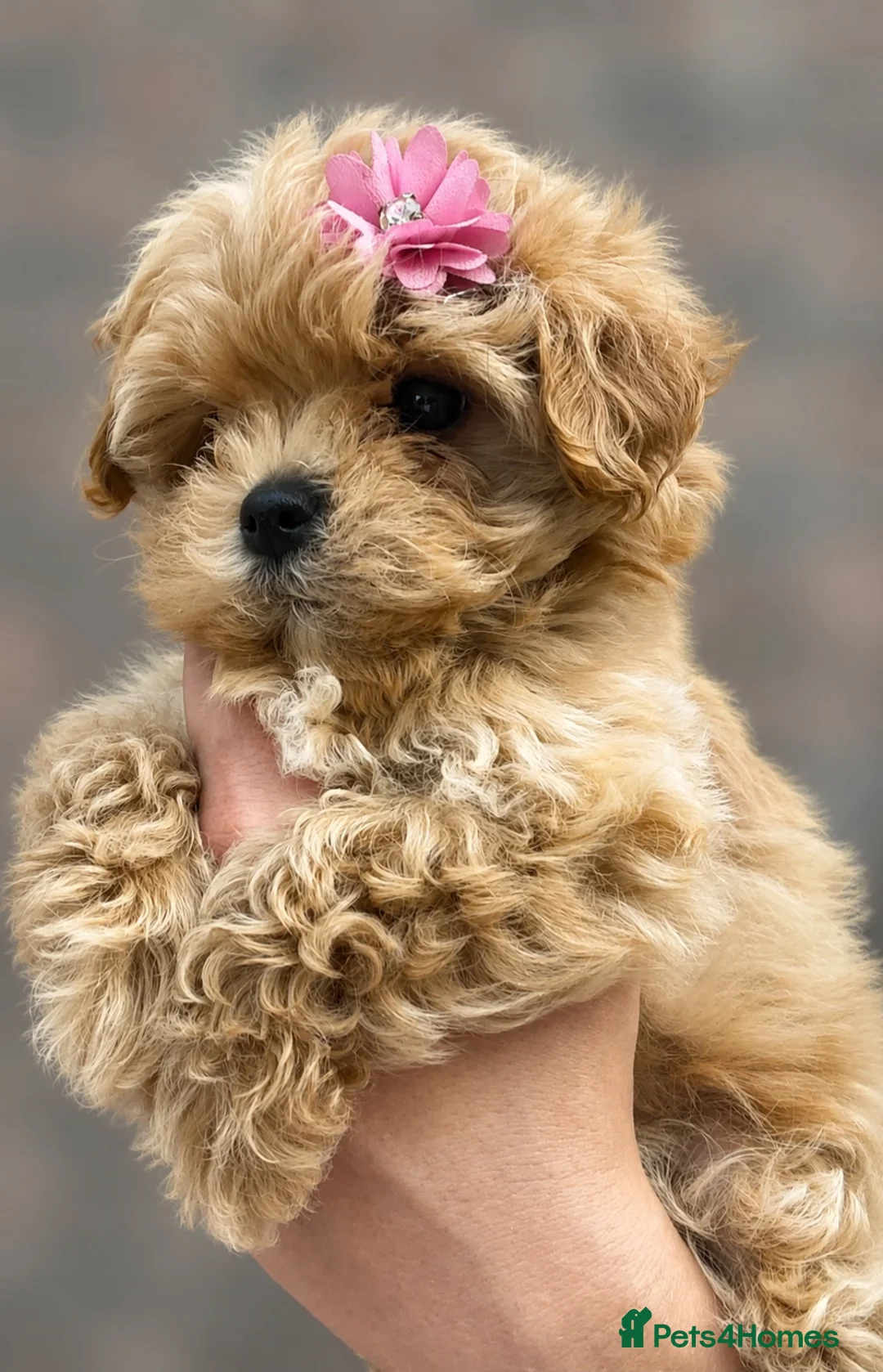 Maltipoo dogs for sale: 🤍 Exclusive Korean-Style Asian Maltipoos 🤍 in Willenhall - Advert 2