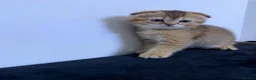 Scottish Fold cats for sale: The Stunning Scottish Fold kittens are ready - Advert 30