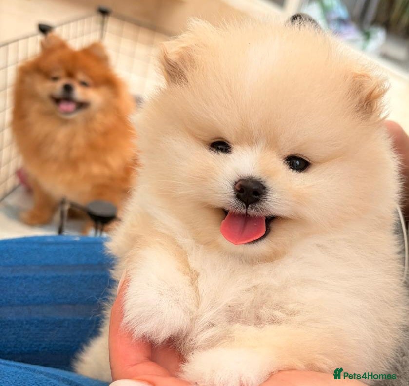 Pomeranian dogs Stunning cream Teddy purebreed Russian/Ukrainian🌟 - Advert 11