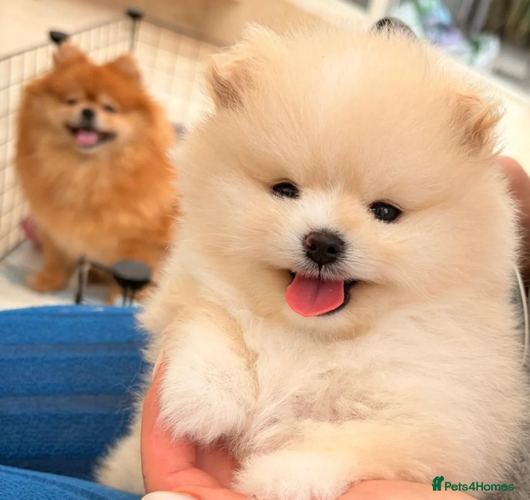 Pomeranian dogs for sale: Stunning cream Teddy purebreed Russian/Ukrainian🌟 - Advert 1