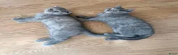 Scottish Fold cats for sale: Scottish Fold Kittens Looking for Their Homes  - Advert 1