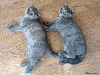 Scottish Fold cats Scottish Fold Kittens Looking for Their Homes - Advert 5