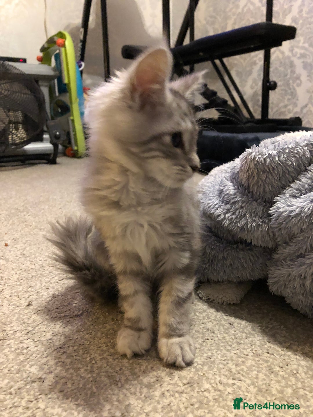 Maine Coon cats for sale: Maine coon kitten Female - Advert 10