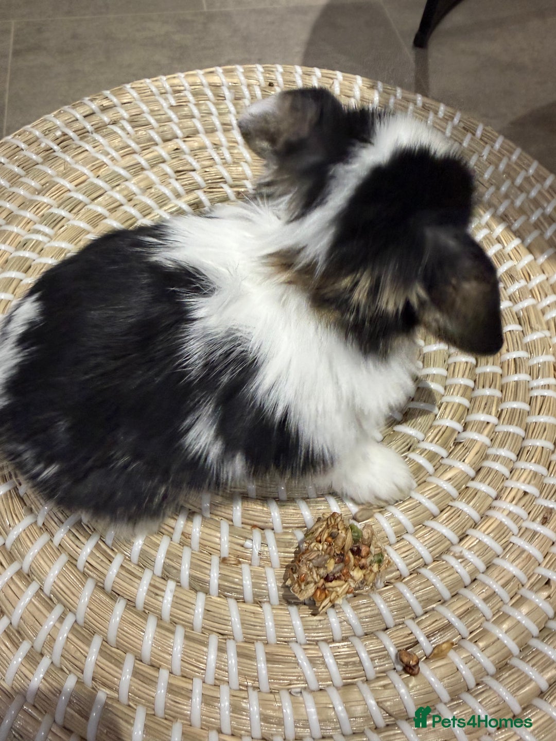 Mini Lop rabbits for sale: 5 Beautiful Baby Mini Lop Rabbits  - Advert 25