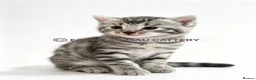 Egyptian Mau cats for sale: TICA reg SNOW LEOPARD EGYPTIAN MAU X BENGAL  - Advert 15