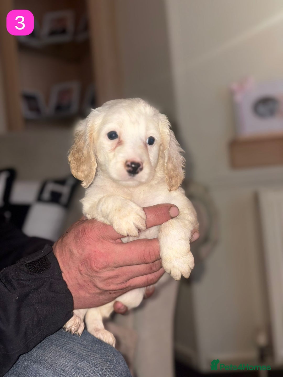 Cockapoo dogs for sale: Stunning F1B Cockapoo Puppies - Advert 10