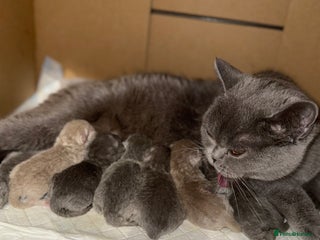British Shorthair cats 100% Pure Pedigree Champion line Bsh Reg. Kitten - Advert 4