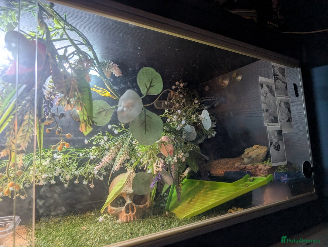 Bearded Dragon reptiles for sale: Bearded dragon  - Advert 5