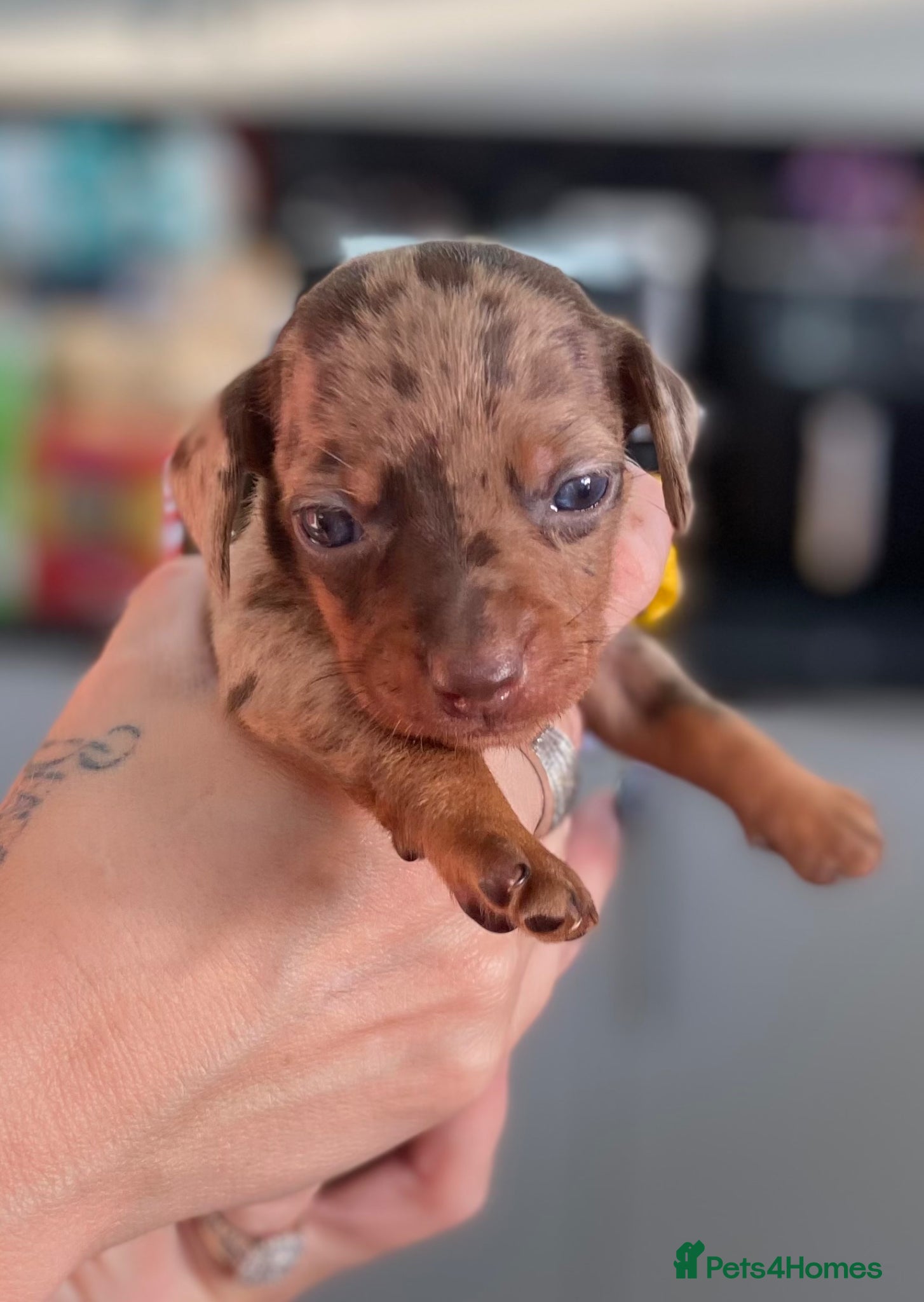 Dachshund dogs Tweener Dachshunds For Sale - Advert 10