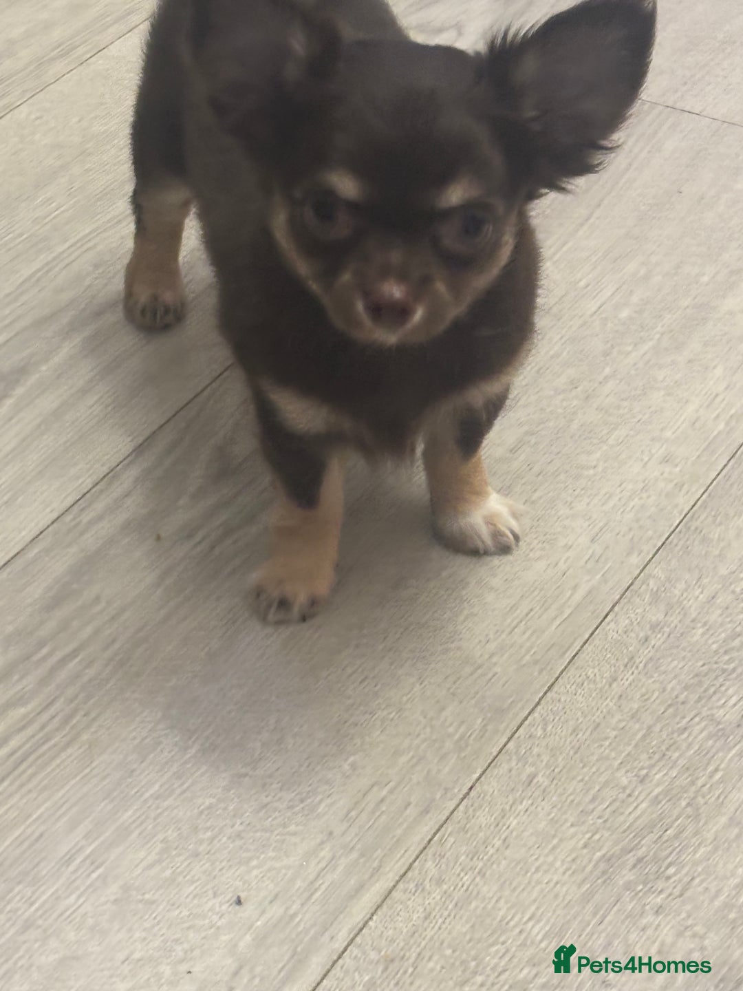 Chihuahua dogs for sale: READY TO GO TINY LONGHAIR CHIHUAHUA  - Image 2