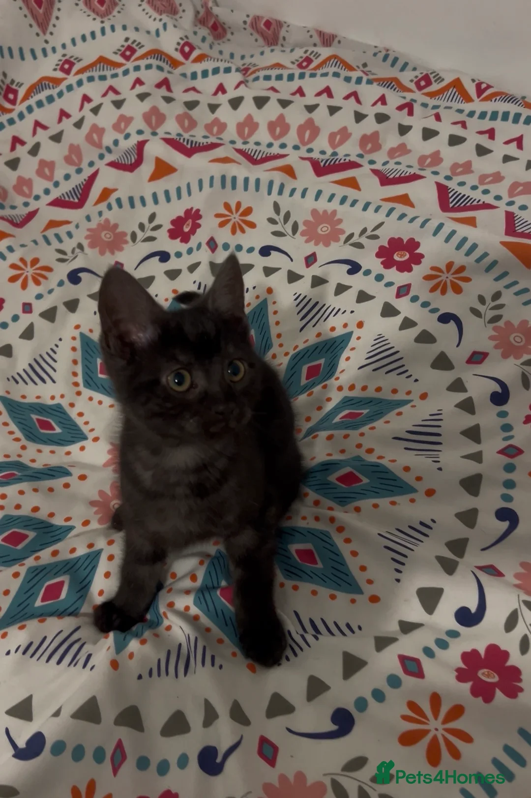 Mixed Breed cats for sale: 1 Black kitten ready for her new home Macclesfield - Advert 9