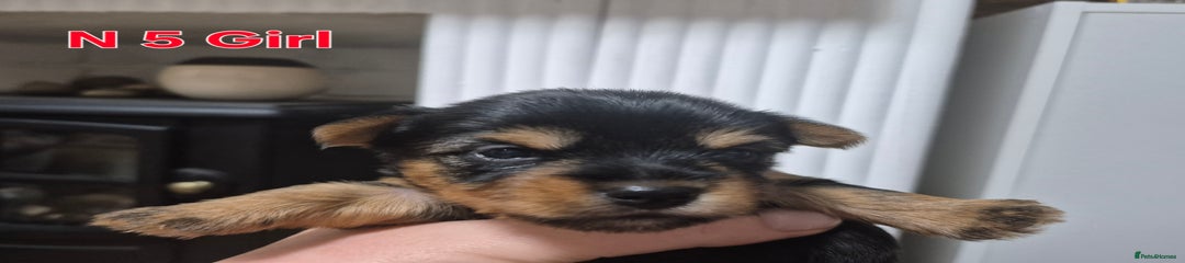 Biewer Terrier Puppy 5