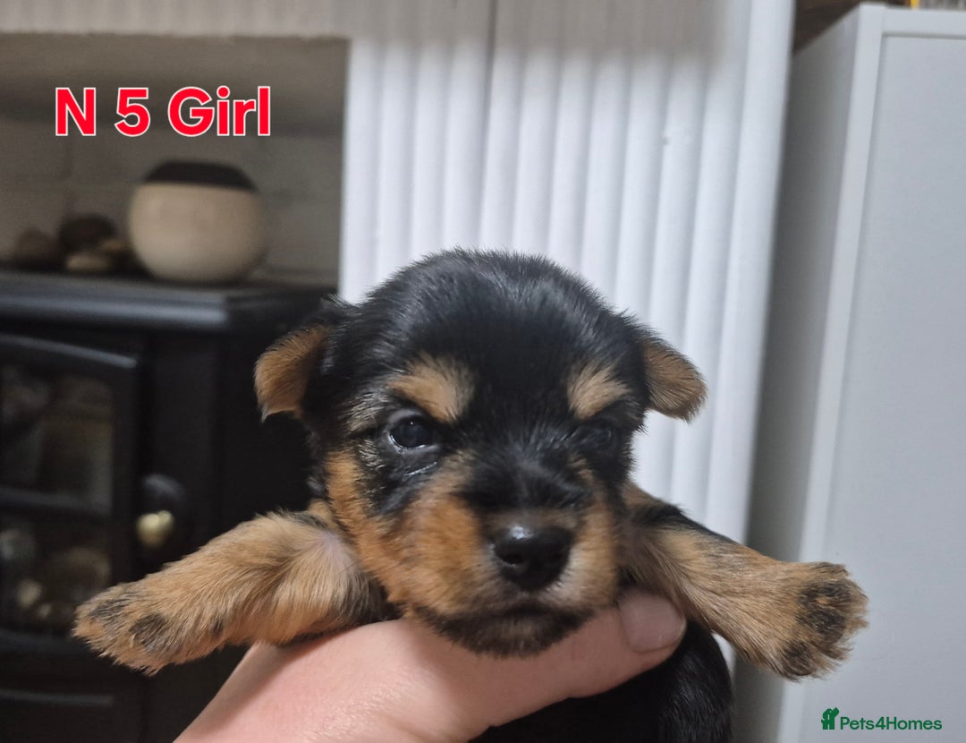 Biewer Terrier dogs for sale: Biewier terrier  - Image 15