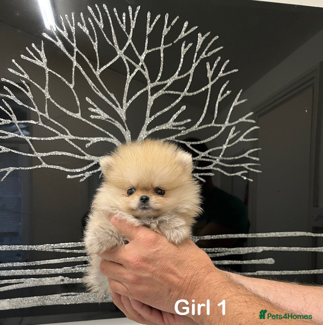 Pomeranian dogs for sale: Mini 500grams Now🔥Teddy Bear Face🧸 - Image 12