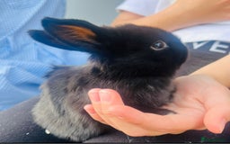 Mini Lop rabbits for sale: Baby mini lop rabbits - Image 1