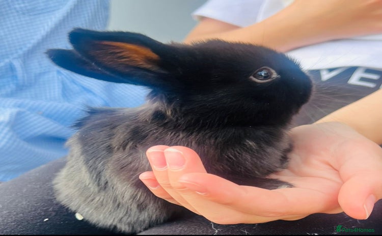 Mini Lop rabbits - Advert 9