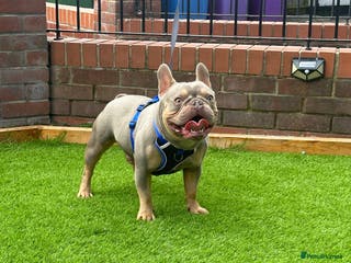French Bulldog dogs NEW SHADE ISABELLA in Liverpool - Advert 12