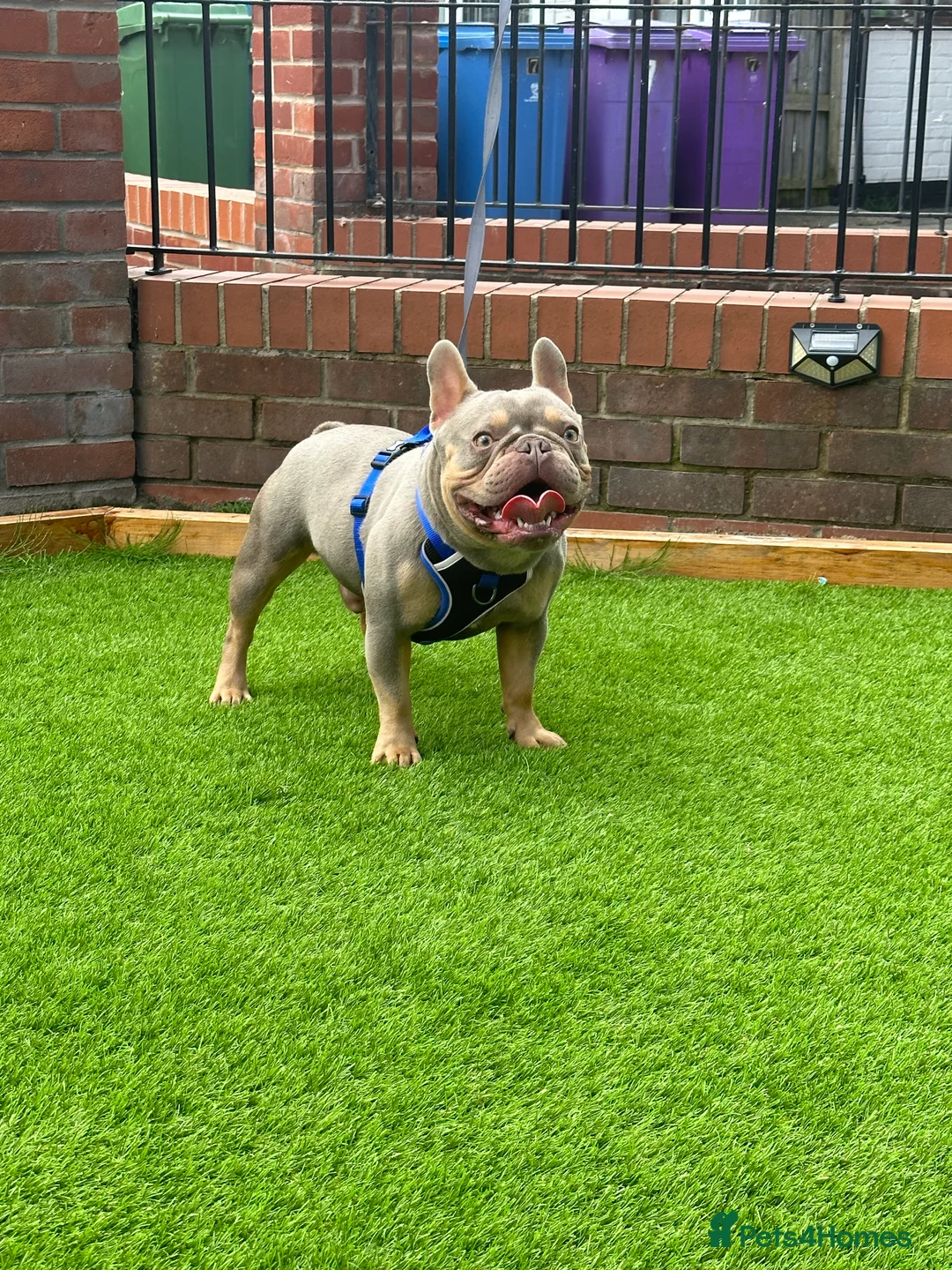 French Bulldog dogs for stud: NEW SHADE ISABELLA  in Liverpool - Advert 1
