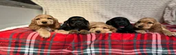 Cocker Spaniel dogs for sale: STUNNING COCKER SPANIEL PUPPIES  - Advert 19
