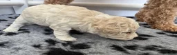Cavapoochon dogs for sale: Cavapoochon puppies - beautiful colours - Advert 6