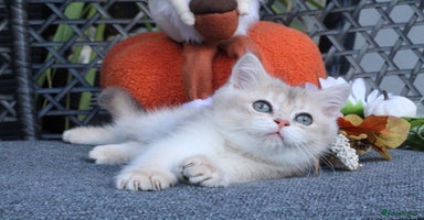 British Shorthair cats - Advert 2