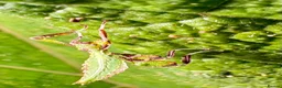 Stick Insects invertebrates for sale: Leaf insects (phyllium philippinicum) stick insect - Advert 6