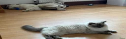 Ragdoll cats for sale: Male Ragdoll kitten in Mansfield - Advert 8